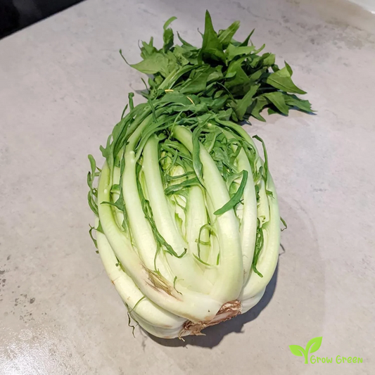 30 seeds of Chicory Catalogna - CICHORIUM INTYBUS - PUNTARELLE + Gift 5 seeds Sunflower