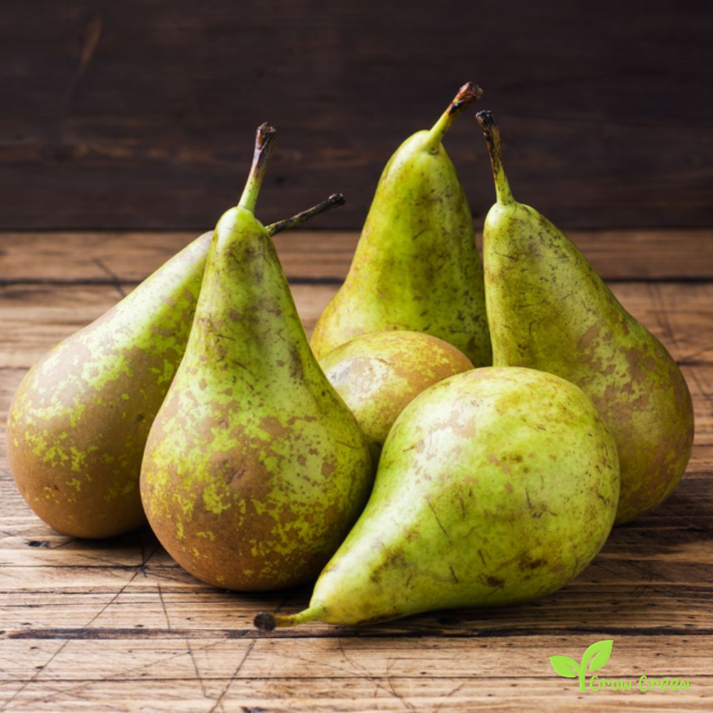 5 seeds Conference Pear - PYRUS COMMUNIS + Gift 5 seeds Sunflower