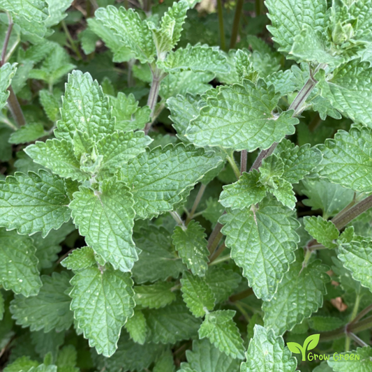 30 seeds Catnip - NEPETA CATARIA - Catmint + Gift 5 seeds Sunflower