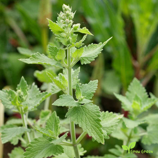 30 seeds Catnip - NEPETA CATARIA - Catmint + Gift 5 seeds Sunflower