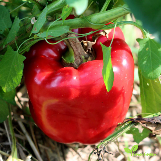 30 seeds Red Bell Pepper - CAPSICUM ANNUUM - Sweet Pepper + Gift 5 seeds Sunflower