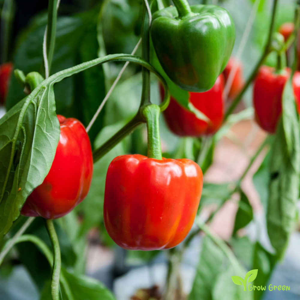30 seeds Red Bell Pepper - CAPSICUM ANNUUM - Sweet Pepper + Gift 5 seeds Sunflower