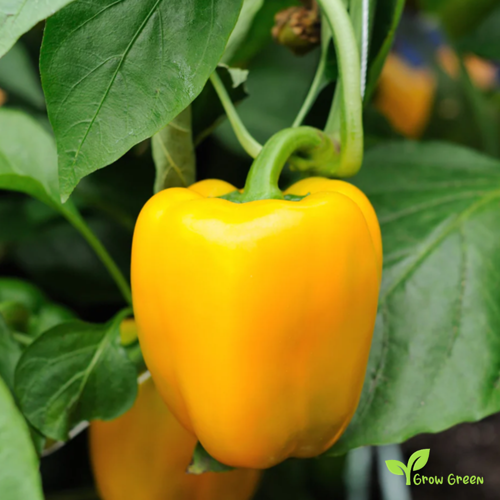 30 seeds Yellow Bell Pepper - CAPSICUM ANNUUM - Sweet Pepper + Gift 5 seeds Sunflower