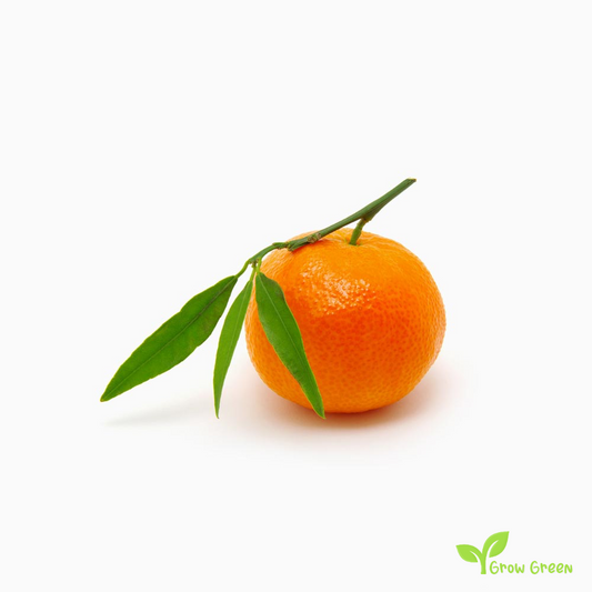 5 seeds of Mandarin - CITRUS RETICULATA + Gift 5 seeds Sunflower