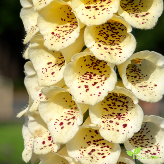 20 seeds Yellow Foxglove - DIGITALIS GRANDIFLORA + Gift 5 seeds Sunflower