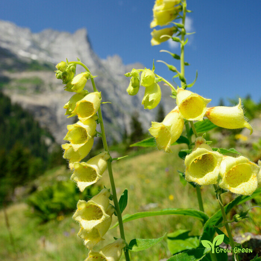 20 seeds Yellow Foxglove - DIGITALIS GRANDIFLORA + Gift 5 seeds Sunflower