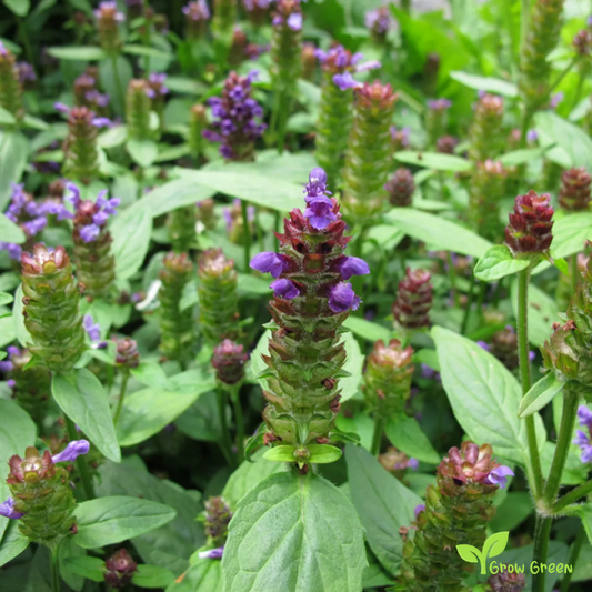 20 seeds of Self Heal PRUNELLA VULGARIS Heart of the Earth + Gift 5 seeds Sunflower