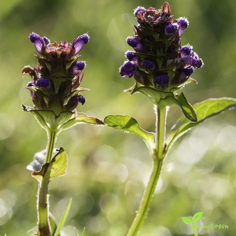 20 seeds of Self Heal PRUNELLA VULGARIS Heart of the Earth + Gift 5 seeds Sunflower