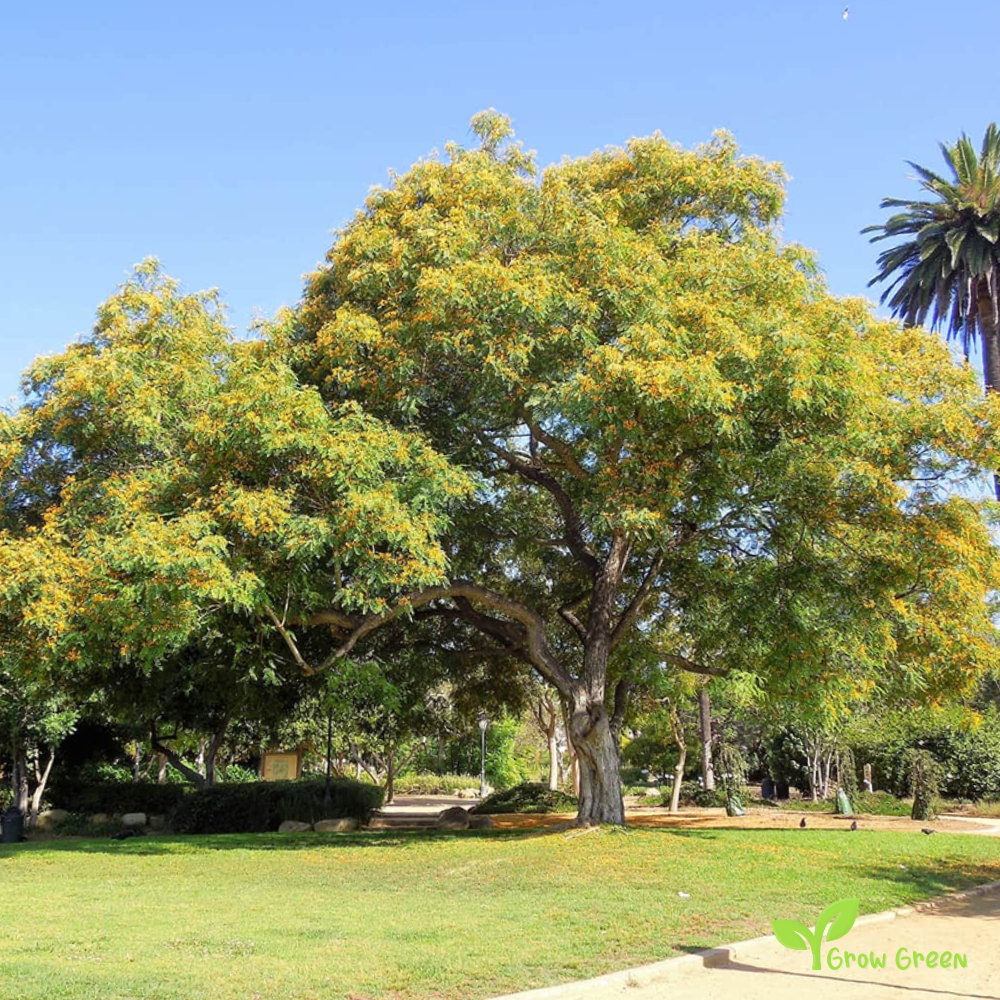 3 Tipa seeds - TIPUANA TIPU - Rosewood + Gift 5 seeds Sunflower