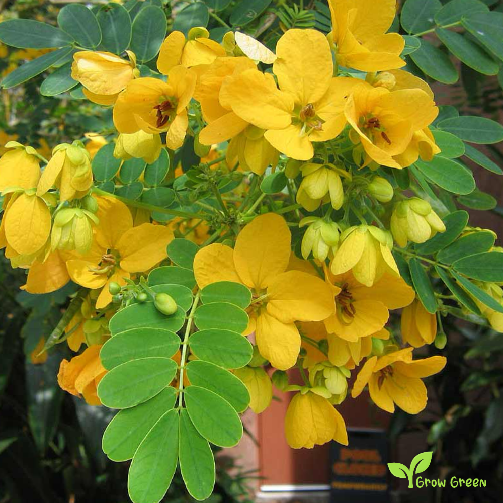 3 Tipa seeds - TIPUANA TIPU - Rosewood + Gift 5 seeds Sunflower