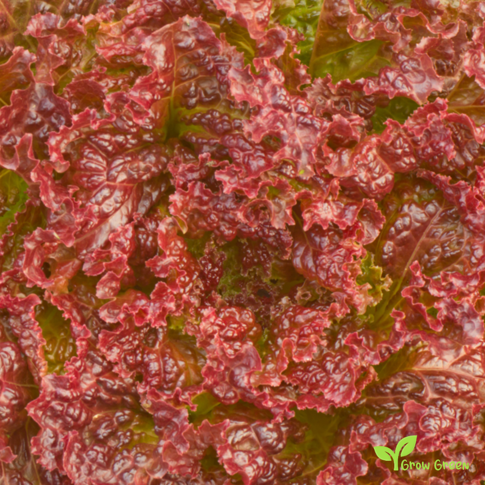 50 seeds of Lettuce Red Velvet - LACTUCA SATIVA - Salad + Gift 5 seeds Sunflower