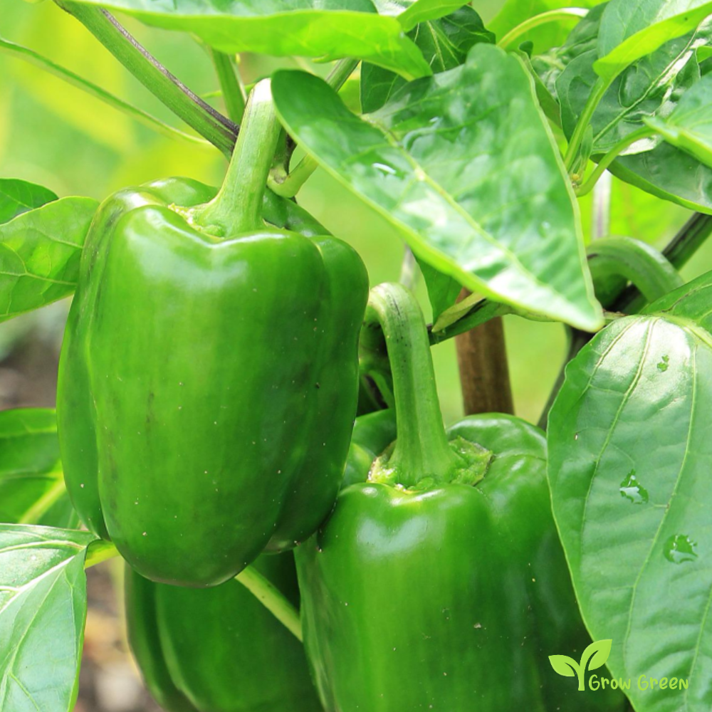 30 seeds Green Bell Pepper - CAPSICUM ANNUUM - Sweet Pepper + Gift 5 seeds Sunflower