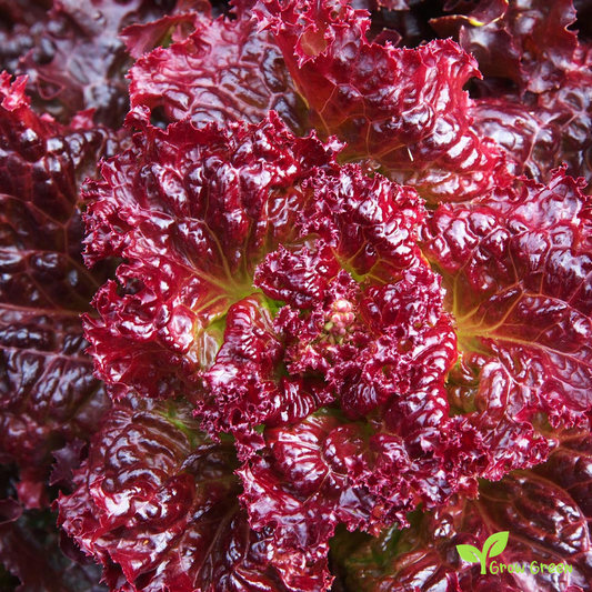 50 seeds of Lettuce Red Velvet - LACTUCA SATIVA - Salad + Gift 5 seeds Sunflower