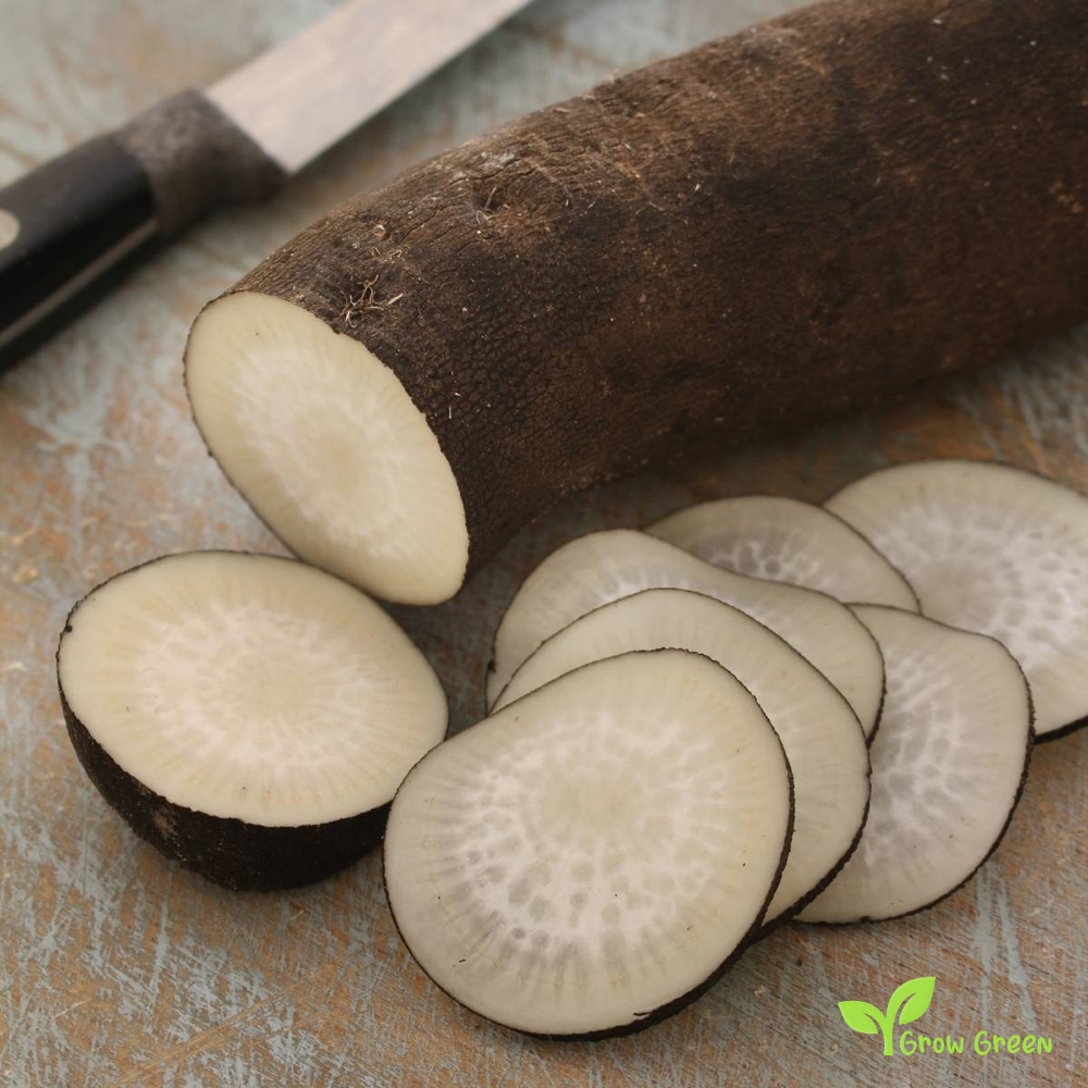 50 seeds of Black Radish Spanish Long - RAPHANUS SATIVUS + Gift 5 seeds Sunflower