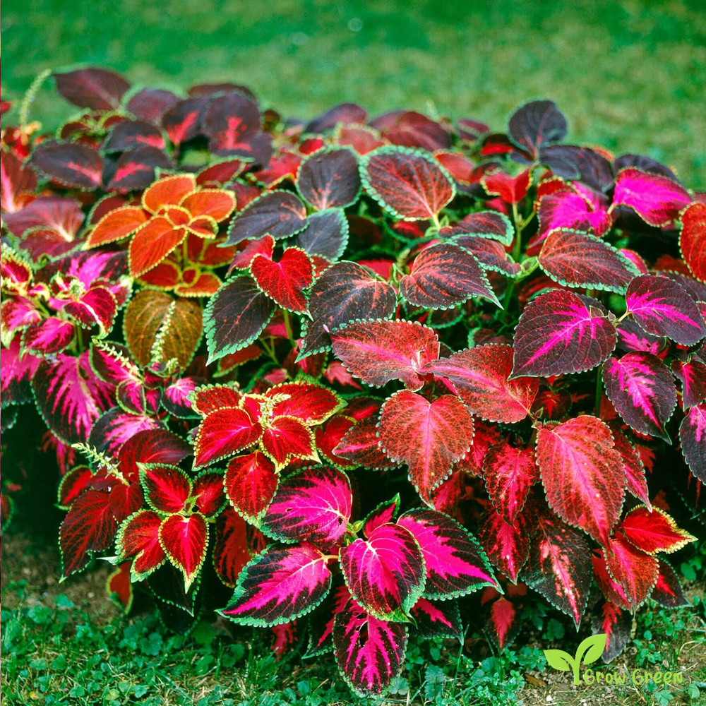 5 seeds Coleus Mix - COLEUS SCUTELLARIOIDES - Blumei + Gift 5 seeds Sunflower