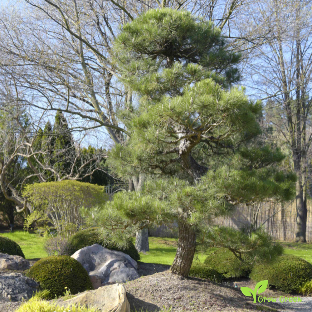 5 seeds of Japanese Black Pine - PINUS THUNBERGII + Gift 5 seeds Sunflower