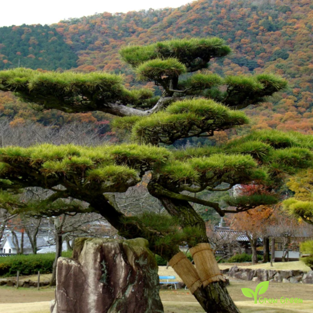 5 seeds of Japanese Black Pine - PINUS THUNBERGII + Gift 5 seeds Sunflower
