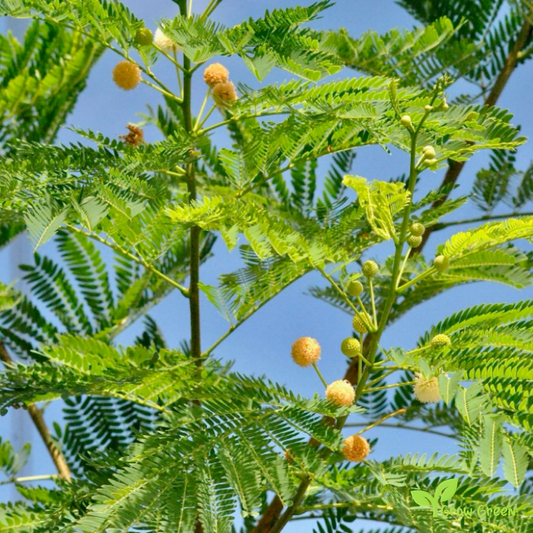 5 seeds White Leadtree - LEUCAENA LEUCOCEPHALA - Acacia + Gift 5 seeds Sunflower