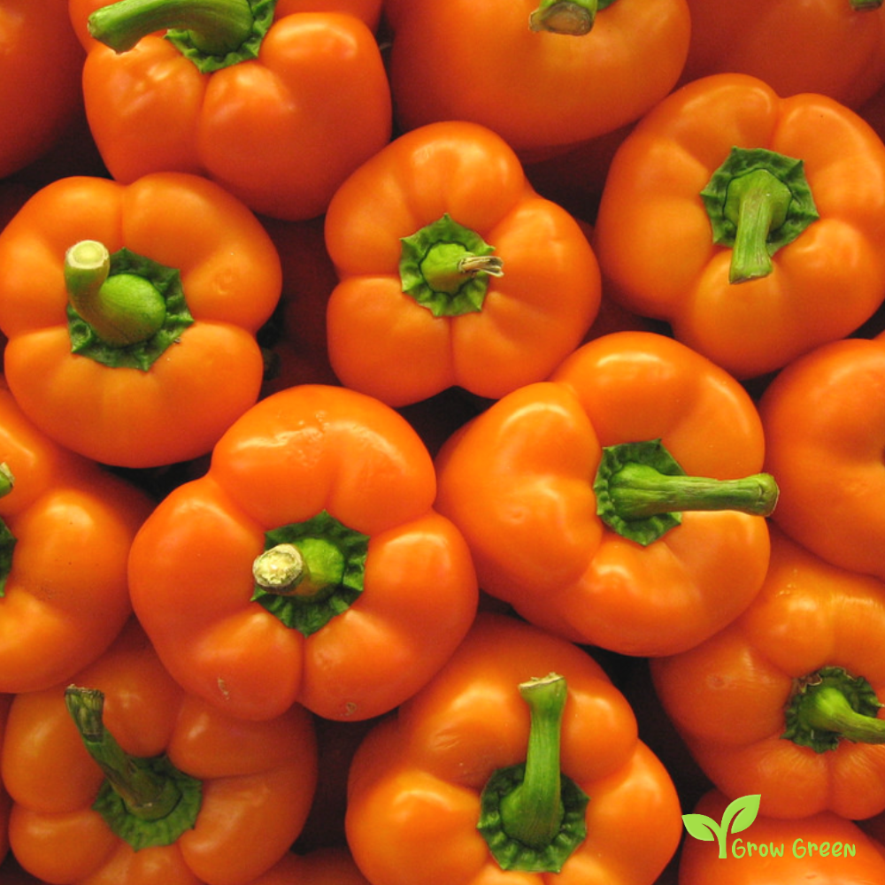 30 seeds Orange Bell Pepper - CAPSICUM ANNUUM - Sweet Pepper + Gift 5 seeds Sunflower