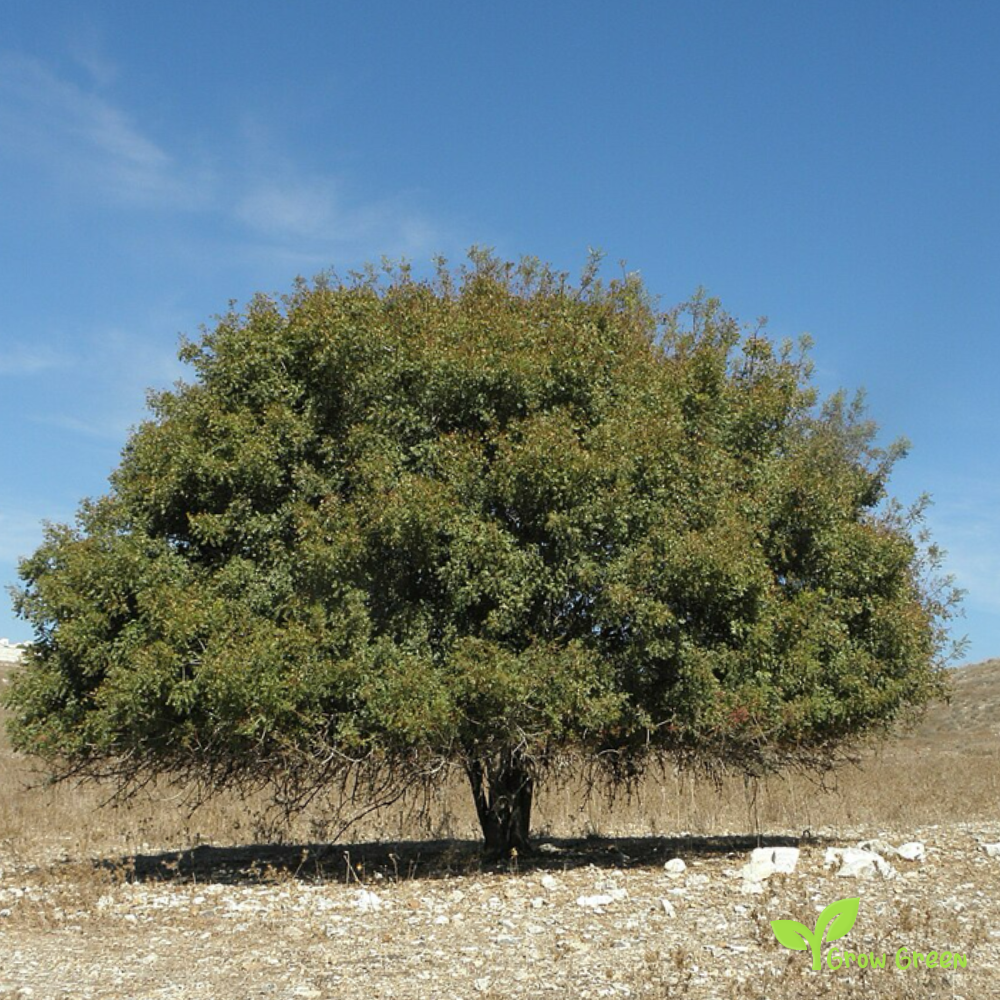 30 berries of Terebinth - PISTACIA TEREBINTHUS - Turpentine Tree + Gift 5 seeds Sunflower