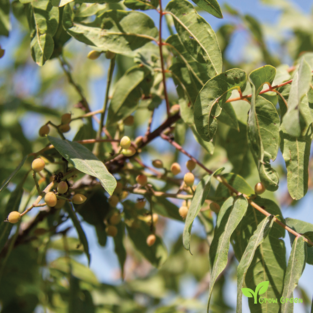 30 berries of Terebinth - PISTACIA TEREBINTHUS - Turpentine Tree + Gift 5 seeds Sunflower