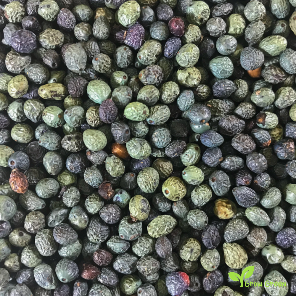 30 berries of Terebinth - PISTACIA TEREBINTHUS - Turpentine Tree + Gift 5 seeds Sunflower