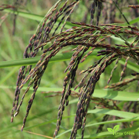 30 seeds of Black Rice - ORYZA SATIVA + Gift 5 seeds Sunflower