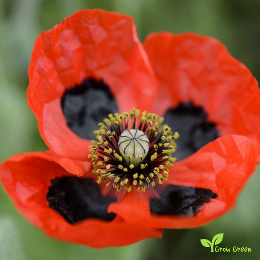 20 seeds of Lady Bird Poppy - PAPAVER - POPPY + Gift 5 seeds Sunflower