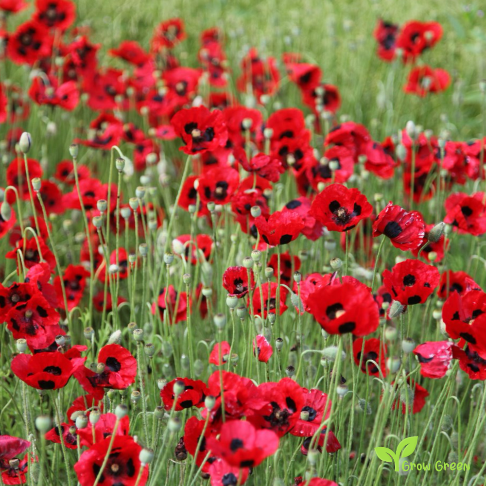 20 seeds of Lady Bird Poppy - PAPAVER - POPPY + Gift 5 seeds Sunflower