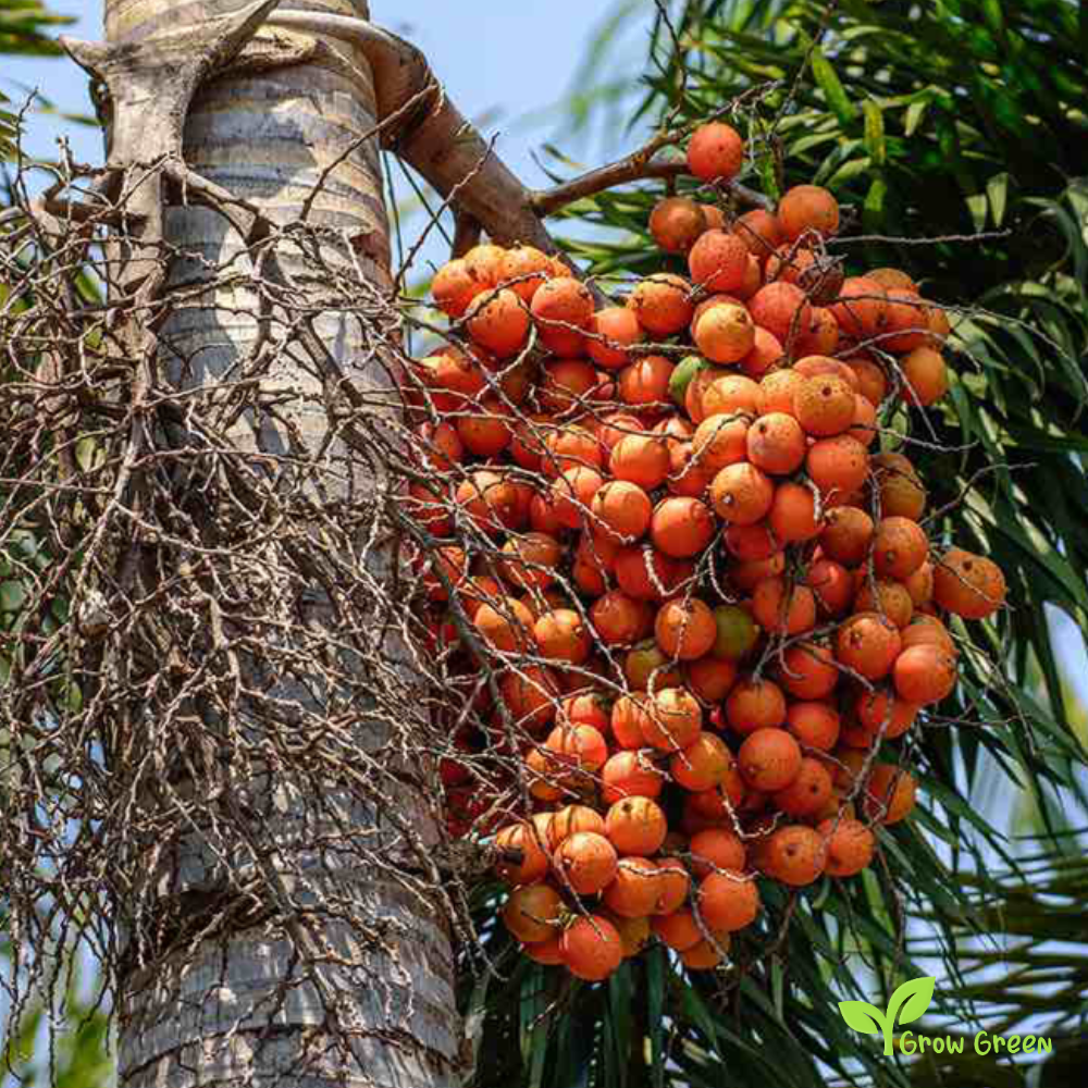 3 seeds of Areca Nut - ARECA CATECHU - Betel Palm + Gift 5 seeds Sunflower