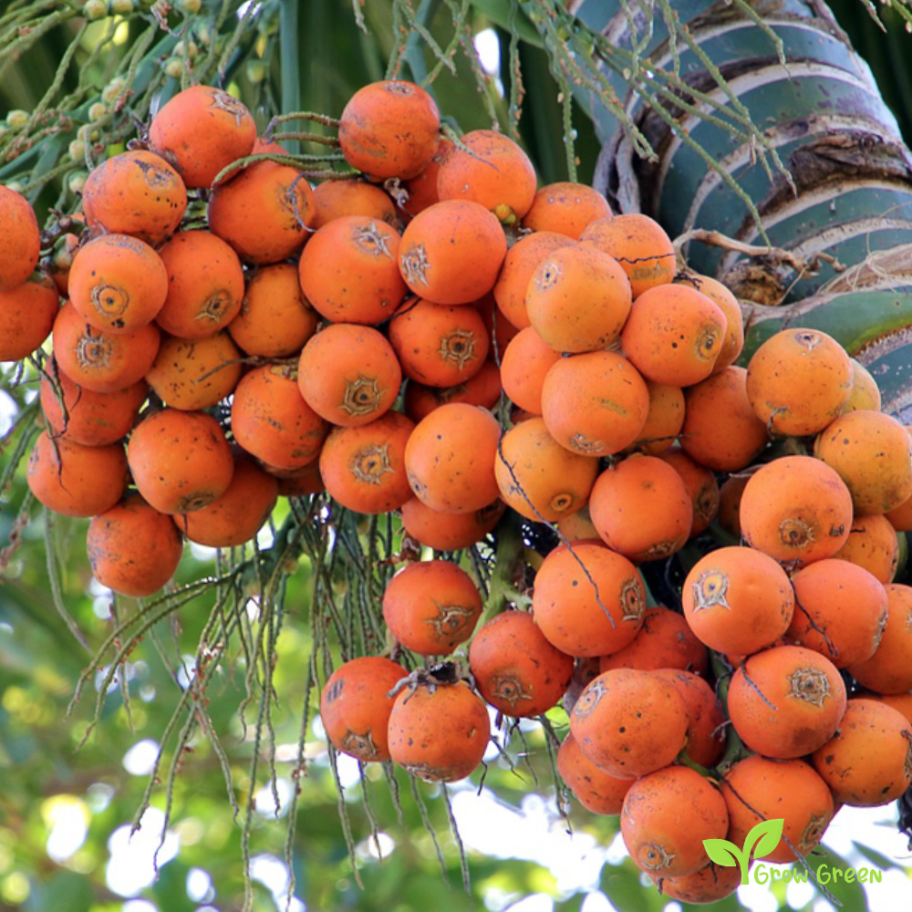 3 seeds of Areca Nut - ARECA CATECHU - Betel Palm + Gift 5 seeds Sunflower