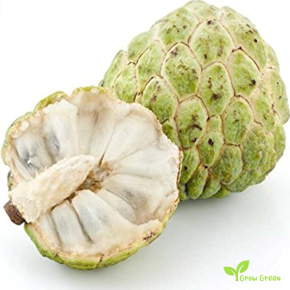 5 seeds Sugar Apple - ANNONA SQUAMOSA + Gift 5 seeds Sunflower
