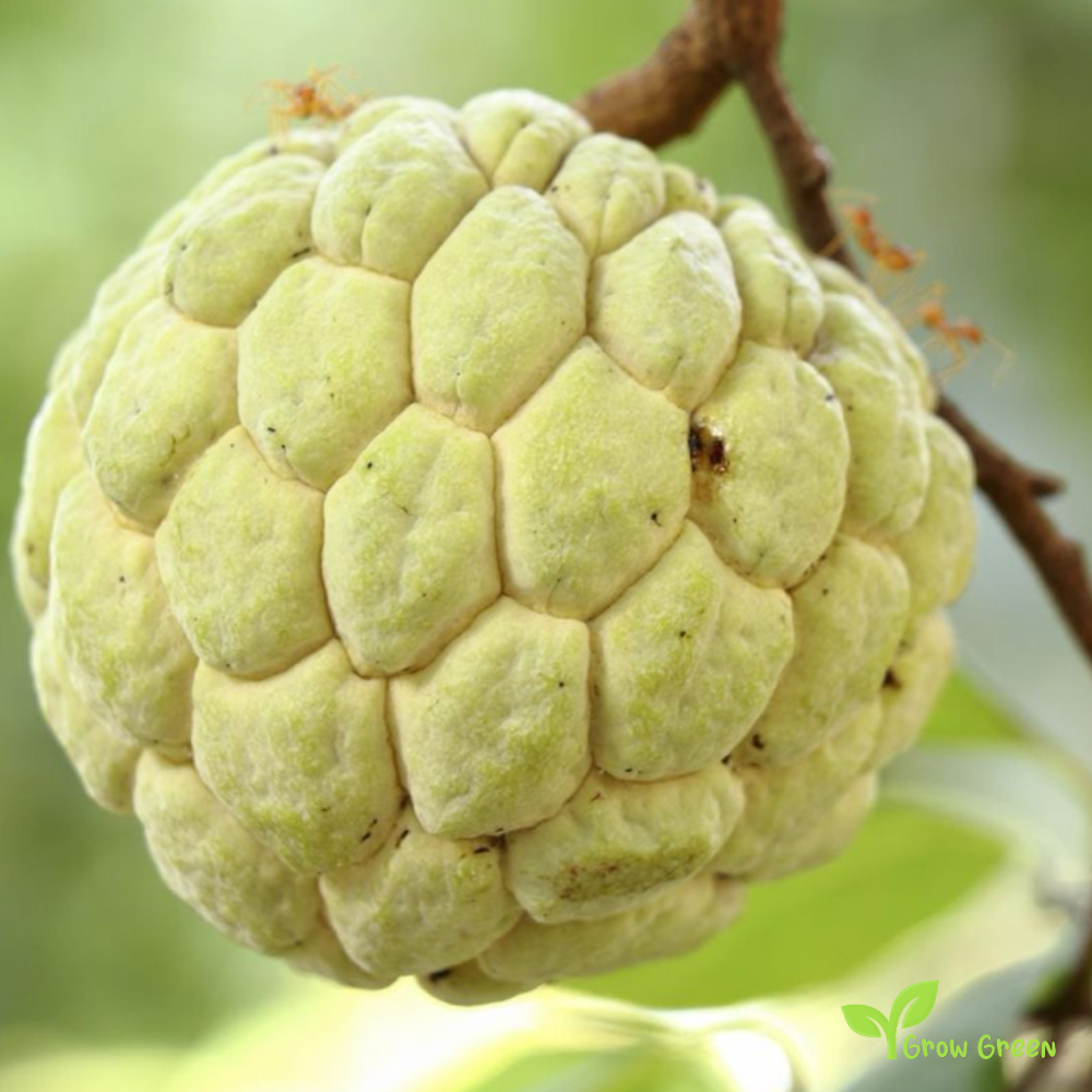 5 seeds Sugar Apple - ANNONA SQUAMOSA + Gift 5 seeds Sunflower