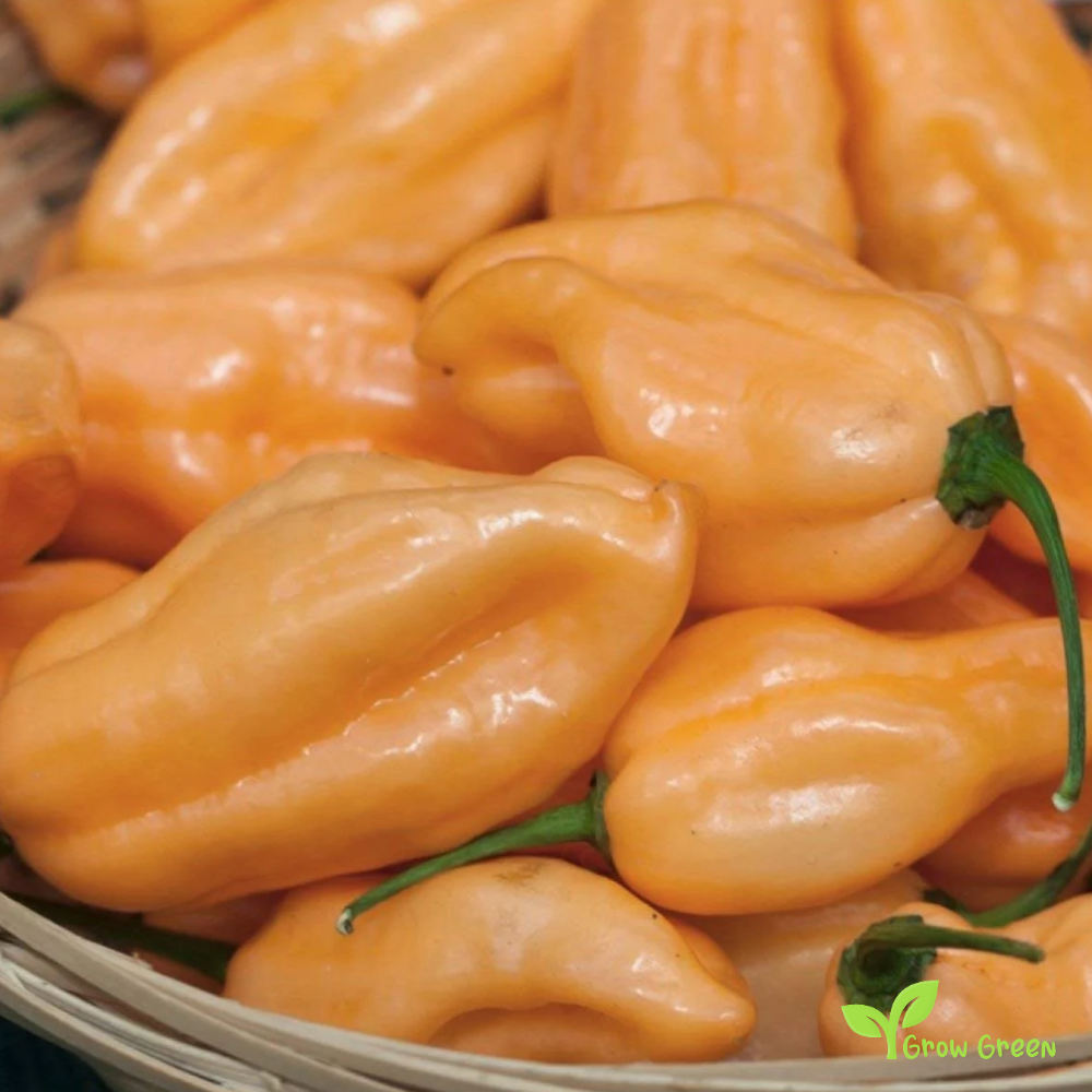 10 seeds of Peach Habanero Chilli - CAPSICUM CHINENESE + Gift 5 seeds Sunflower