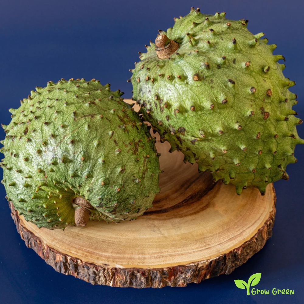 5 seeds Soursop - ANNONA MURICATA - Graviola + 5 seeds Sunflower