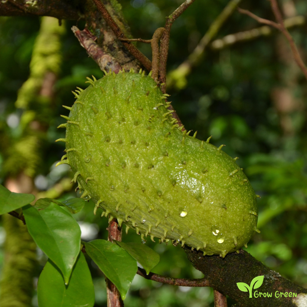 5 seeds Soursop - ANNONA MURICATA - Graviola + 5 seeds Sunflower