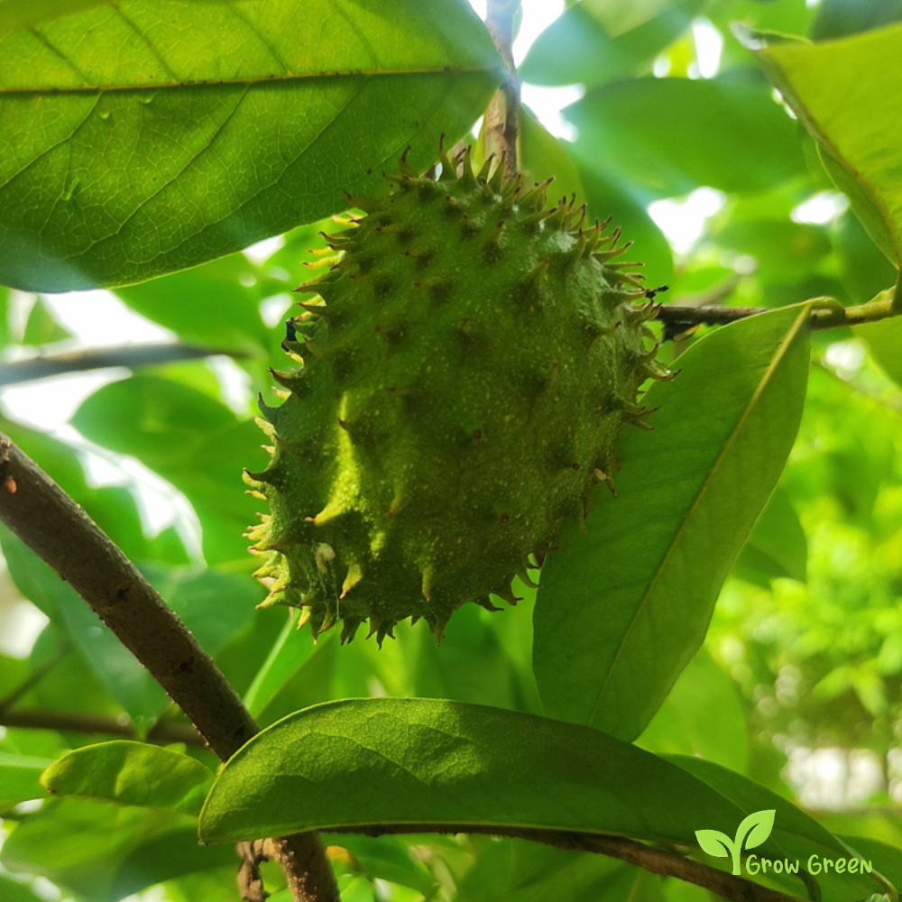 5 seeds Soursop - ANNONA MURICATA - Graviola + 5 seeds Sunflower