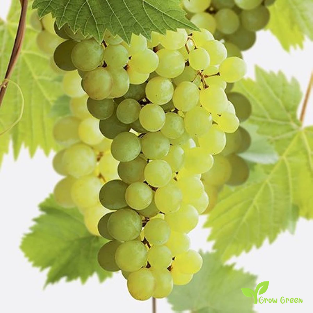 5 seeds of White Grape - VITIS + Gift 5 seeds Sunflower