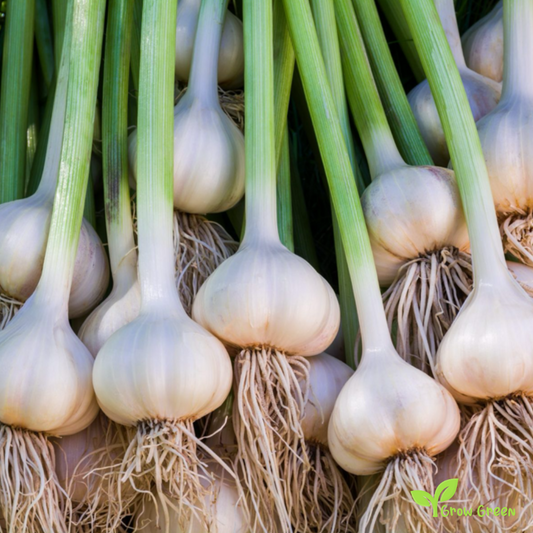 5 cloves of Garlic - ALLIUM SATIVUM + Gift 5 seeds Sunflower