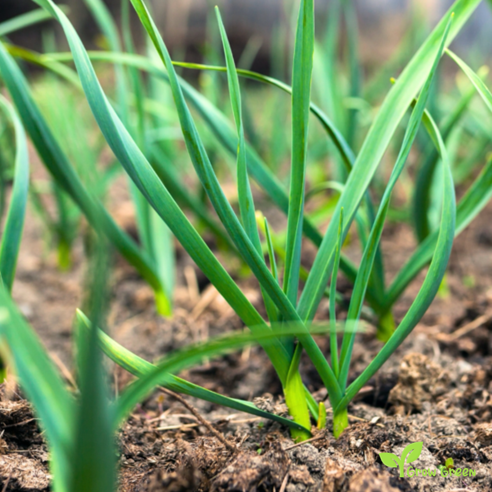 5 cloves of Garlic - ALLIUM SATIVUM + Gift 5 seeds Sunflower