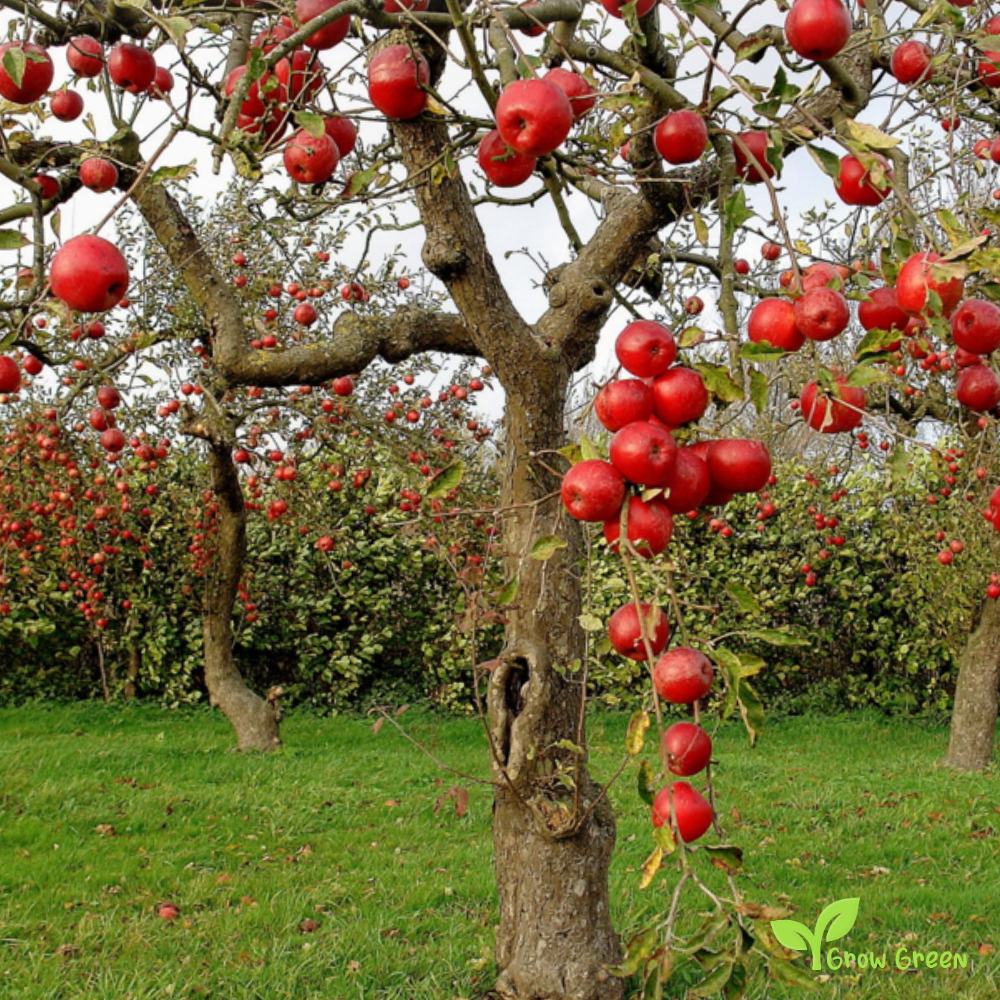 5 seeds of Red Apple - MALUS DOMESTICA + Gift 5 seeds Sunflower