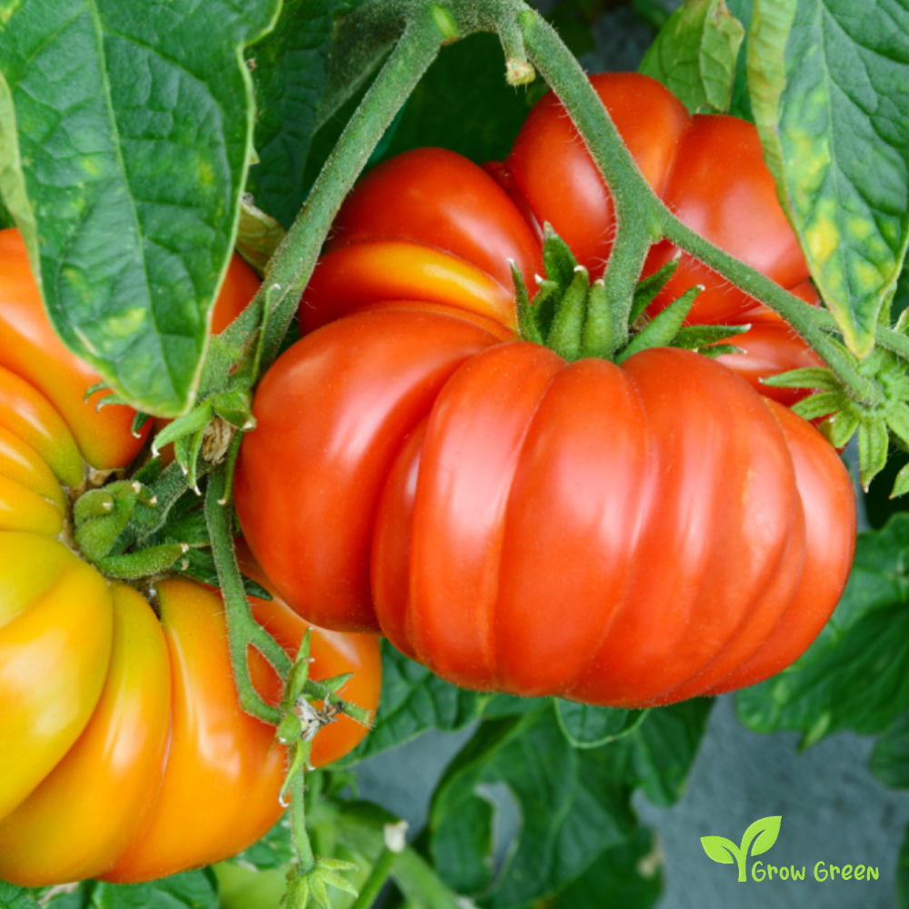 10 seeds Beefsteak Tomato - SOLANUM LYCOPERSICUM + Gift 5 seeds Sunflower