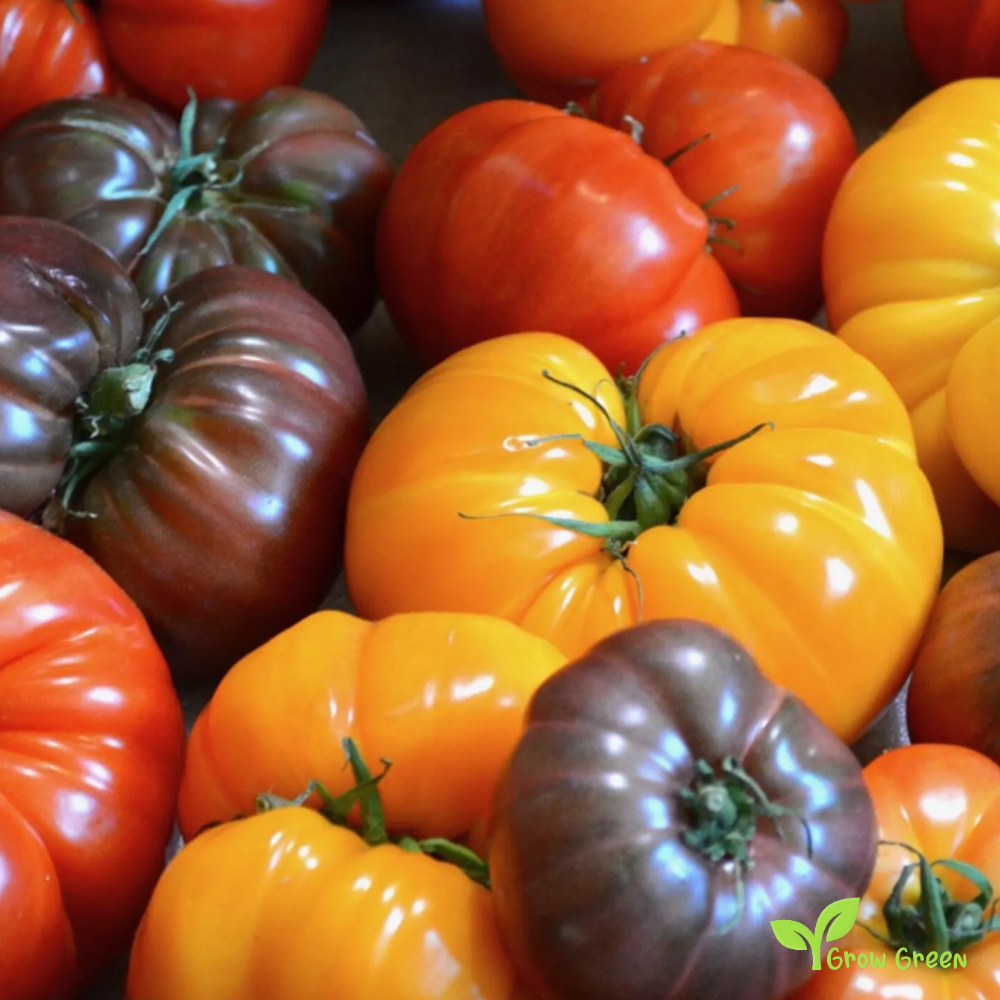 10 seeds Beefsteak Tomato - SOLANUM LYCOPERSICUM + Gift 5 seeds Sunflower