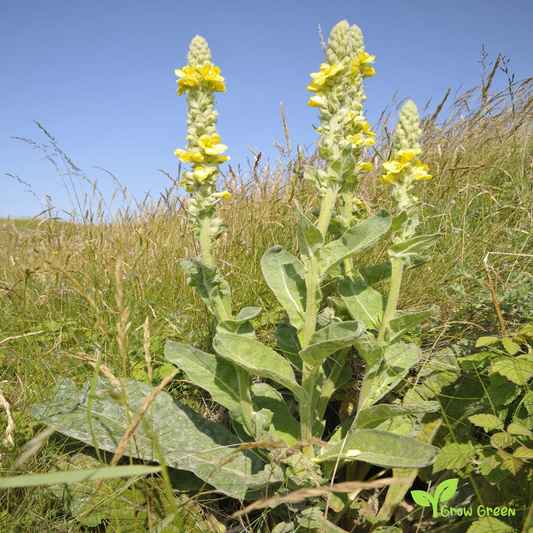20 seeds of Great Common Mullein - VERBASCUM THAPSUS + Gift 5 seeds Sunflower
