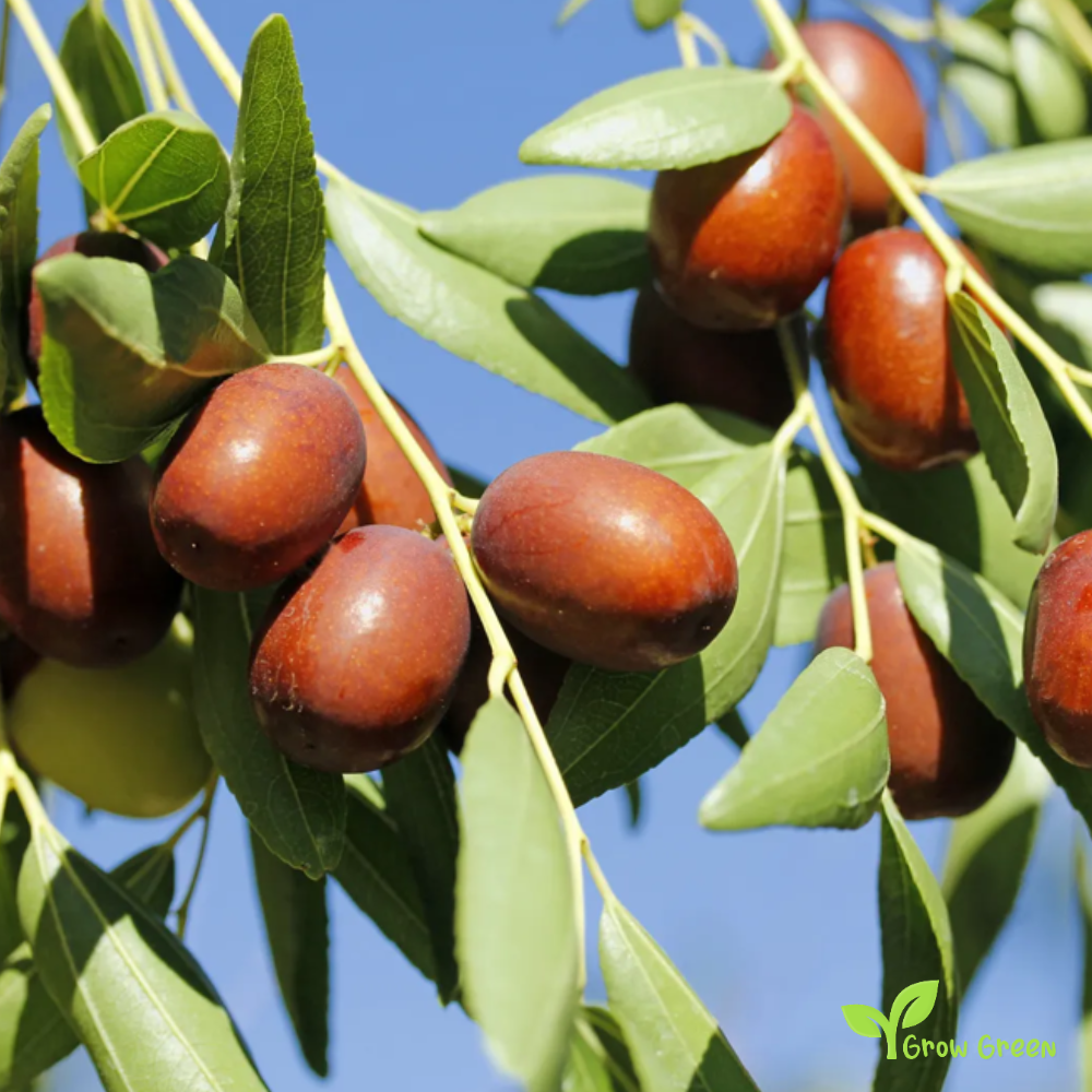 5 seeds Jujube - ZIZIPHUS JUJUBA - Red Chinese Date + Gift 5 seeds Sunflower