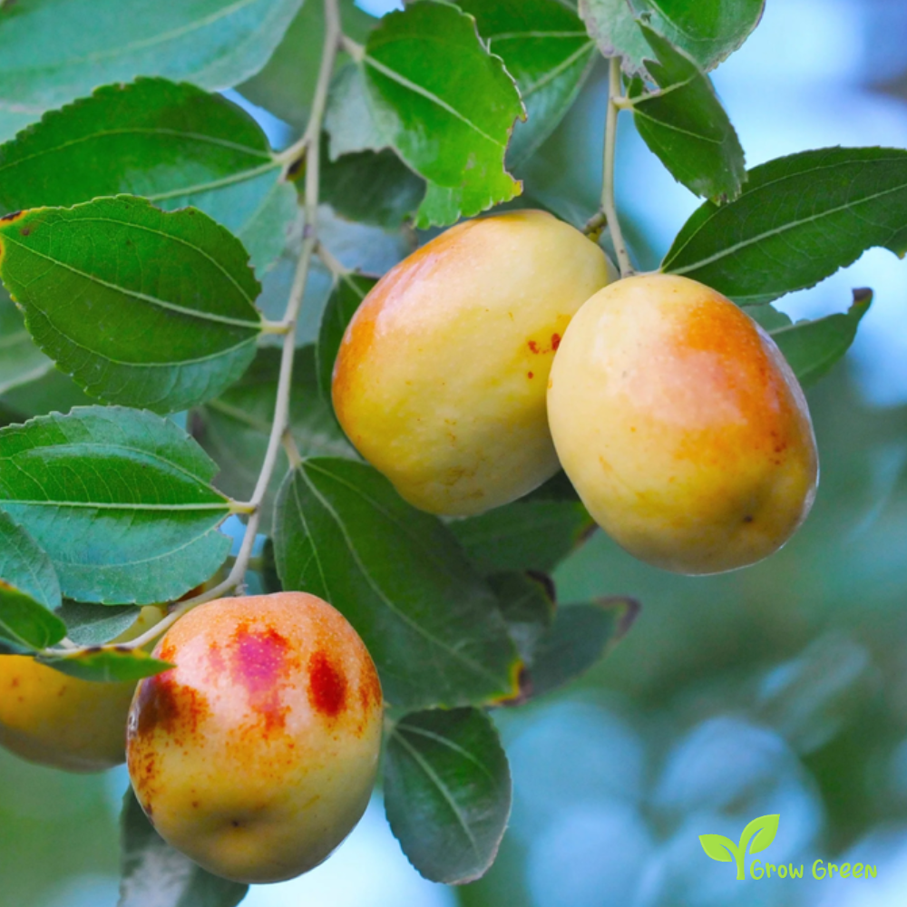 5 seeds Jujube - ZIZIPHUS JUJUBA - Red Chinese Date + Gift 5 seeds Sunflower