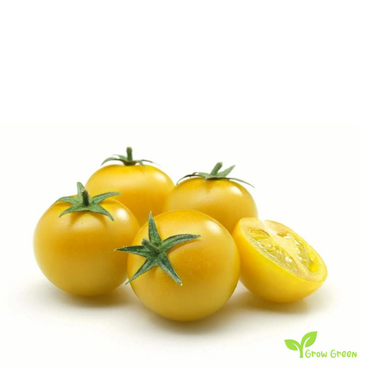 10 seeds Yellow Cherry Tomato - SOLANUM LYCOPERSICUM + Gift 5 seeds Sunflower