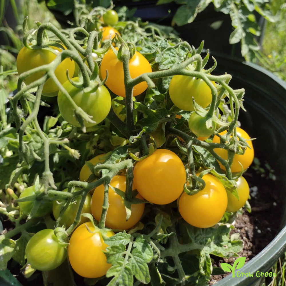 10 seeds Yellow Cherry Tomato - SOLANUM LYCOPERSICUM + Gift 5 seeds Sunflower