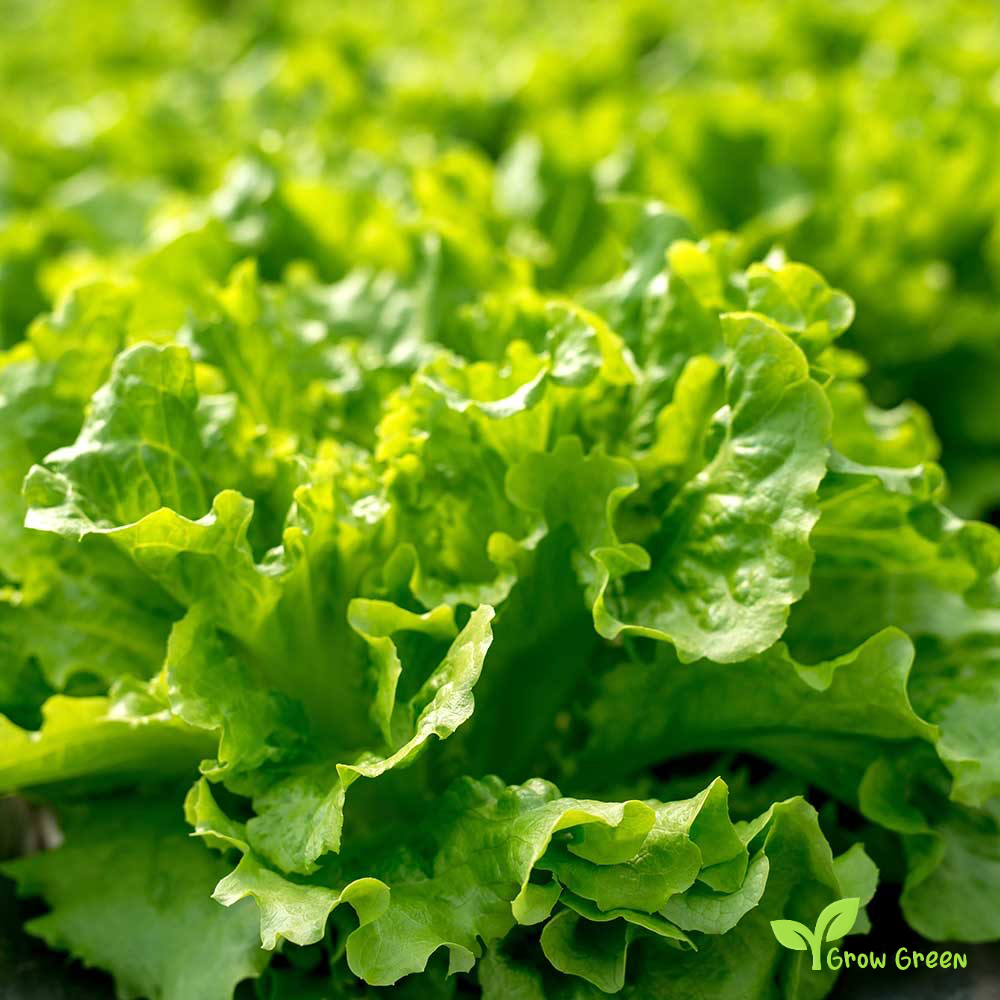 50 seeds of Lettuce Salad Bowl - LACTUCA SATIVA + Gift 5 seeds Sunflower