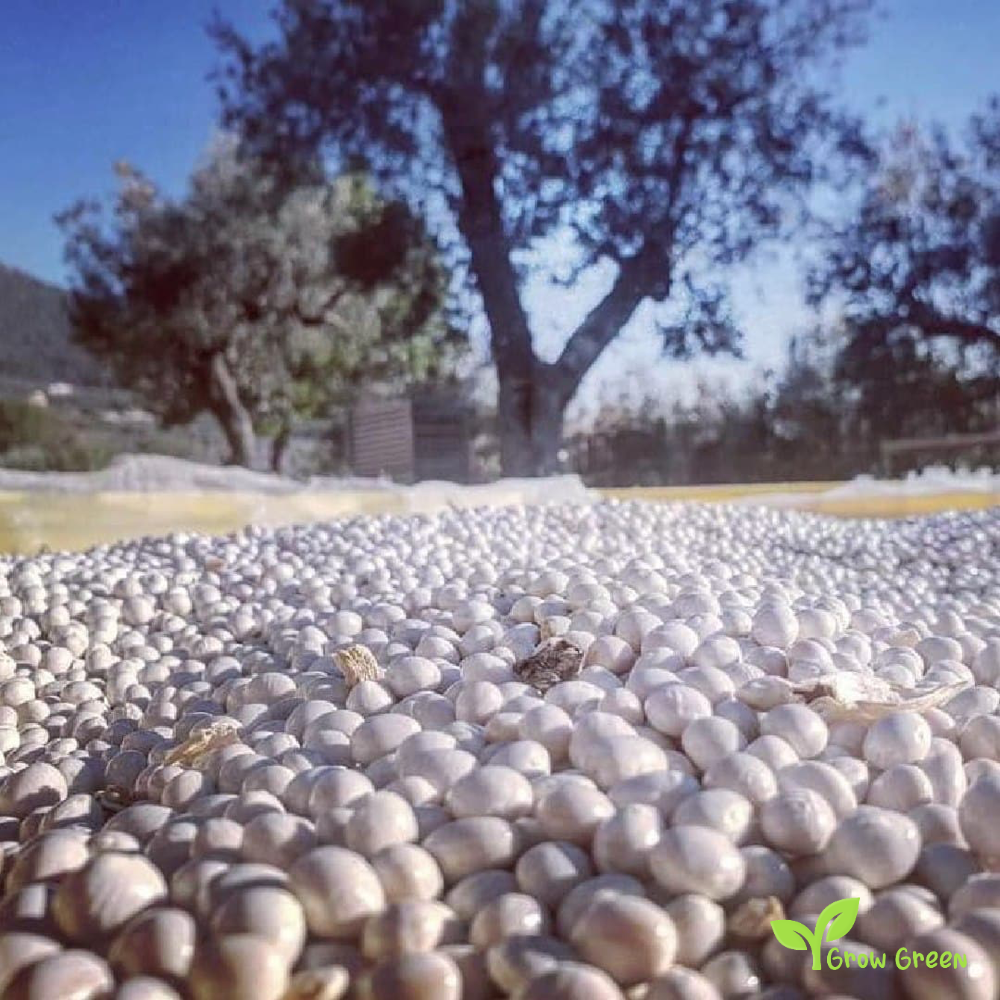 50 seeds of Controne Bean - PHASEOLUS VULGARIS + Gift 5 seeds Sunflower